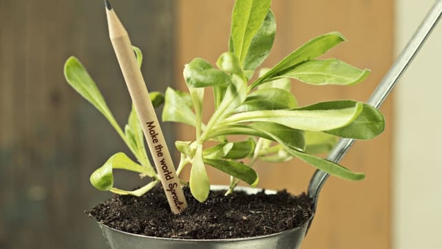 Sprout Plantable Pencils