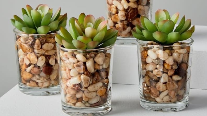 9 Succulents