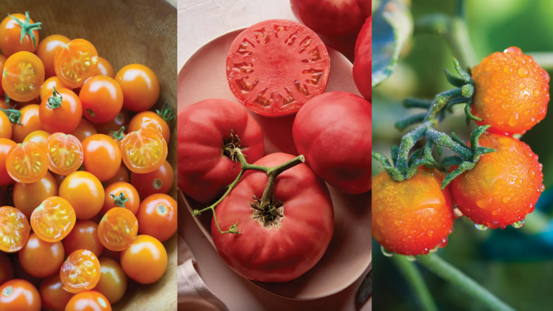 Three orange and red tomatoes of different sizes.