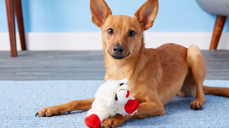 Sweet little Lamb Chop comes in three different sizes.