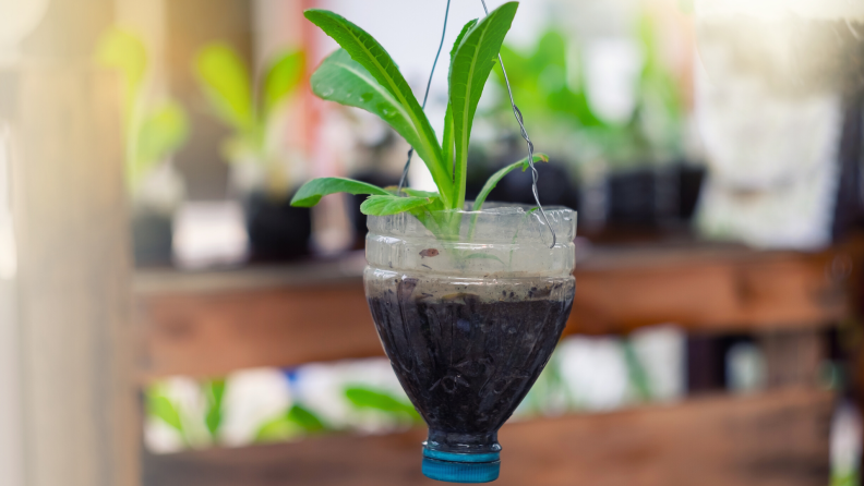 A recycled plastic bottle used to house a plant