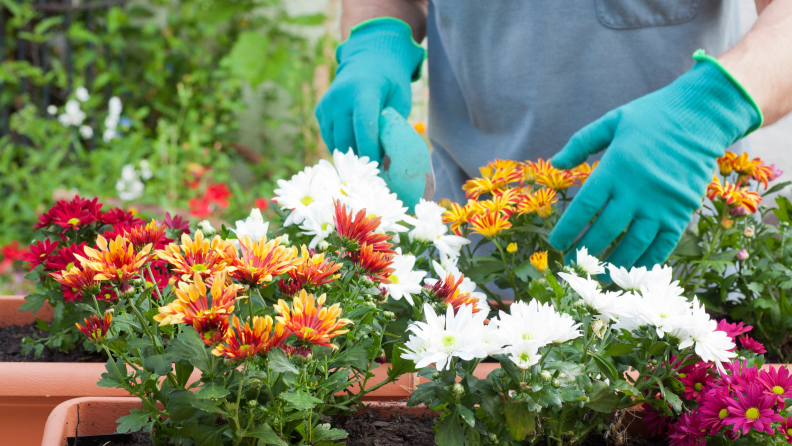 A gardener with teal gloves tends to potted chrysanthemums.