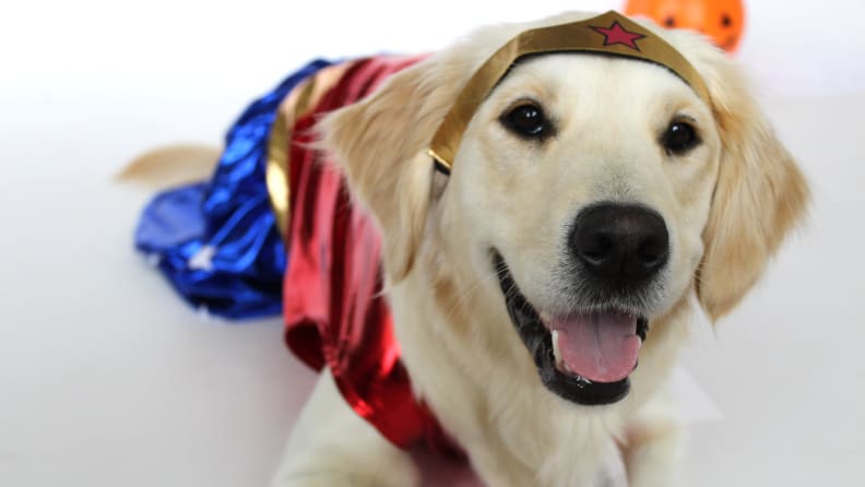 Pup dressed like Wonder Woman