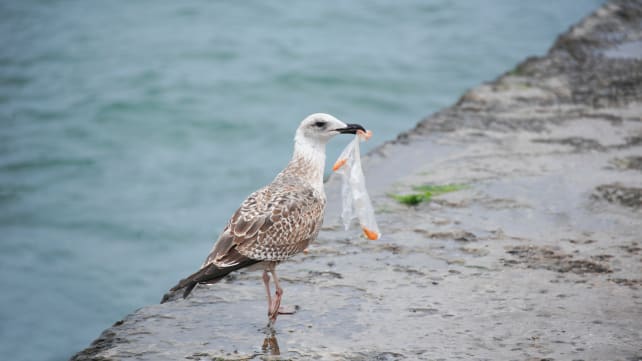 Plastic Pollution