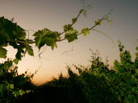 Grape vines are photographed against the golden light of a California sky at dawn.