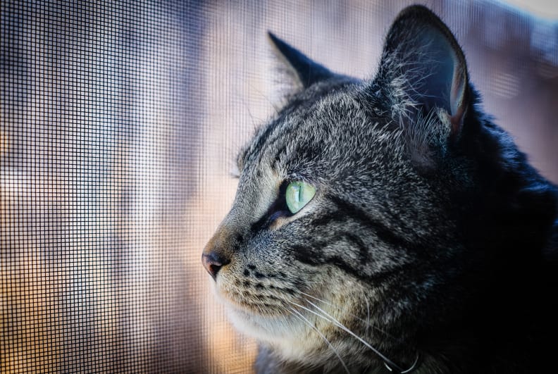 cat thinking critically about life
