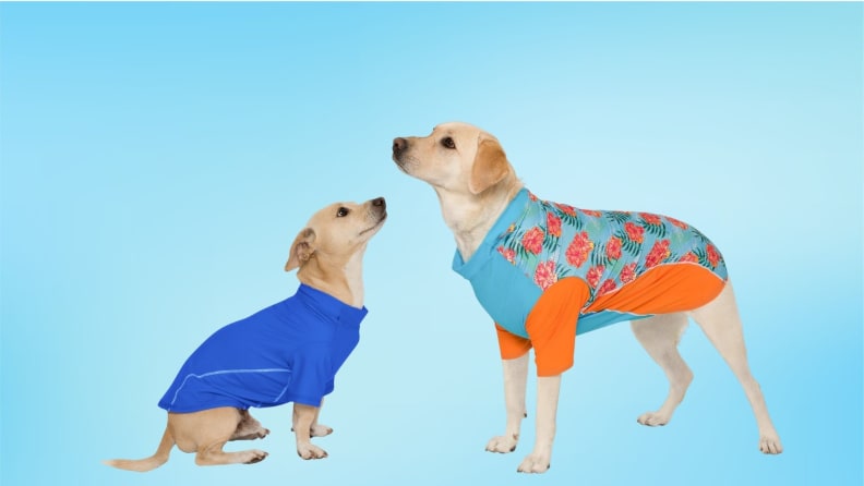 Two dogs wearing UPF shirts on a blue background