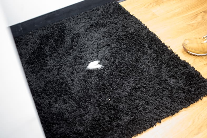 A tuft of pet hair on the deep pile carpet.