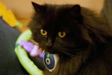 Uncle Milton Pet's Eye View-ajsb