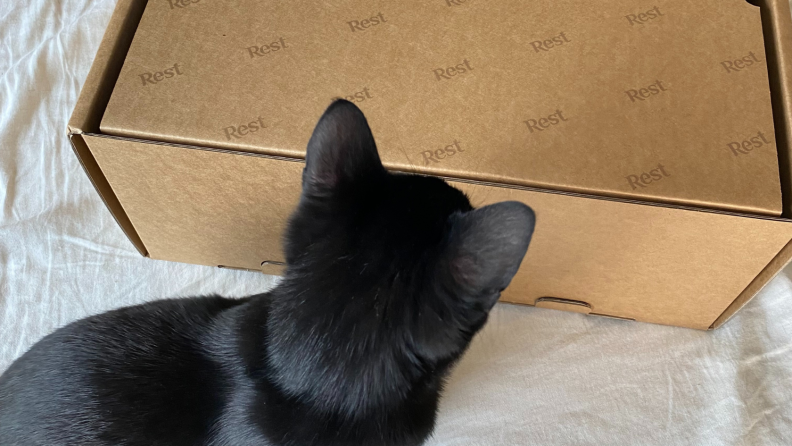 Cat looking at Evercool box.