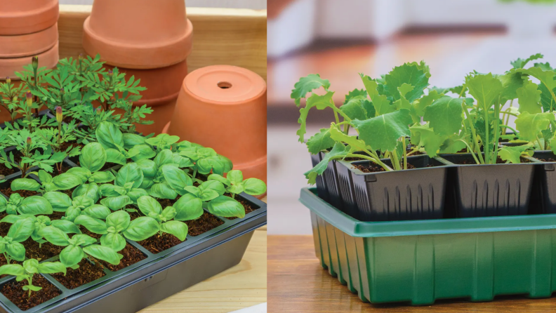 Seedling plants in container