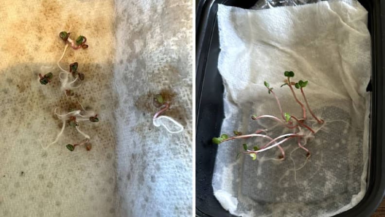 Left: small radish plants sprouting. Right: taller radish plants sprouting