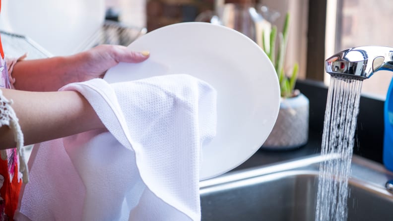 Bacterial isolation from a kitchen dish towel reveals the presence