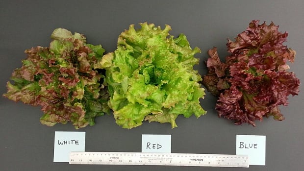lettuce-mike-dixon.jpg