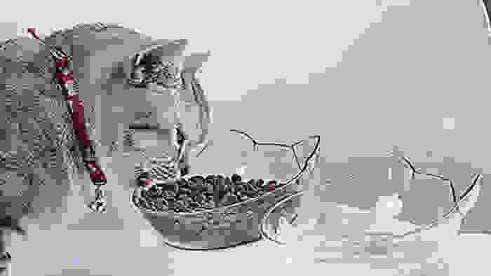 A gray cat with a bright red collar bends down to eat some dry kibble from a clear cat-shaped bowl