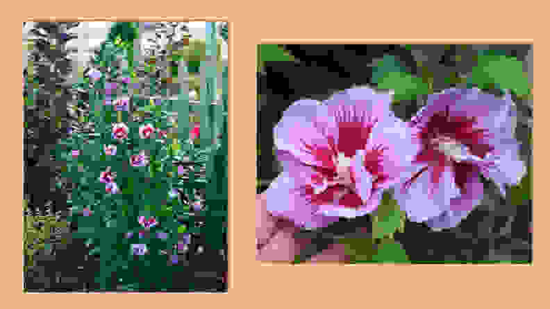 Best places to buy outdoor plants online: Bluestone Perennials Hibiscus Syriacus Purple Pillar