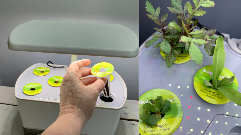 The AeroGarden's seed pods have started sprouting
