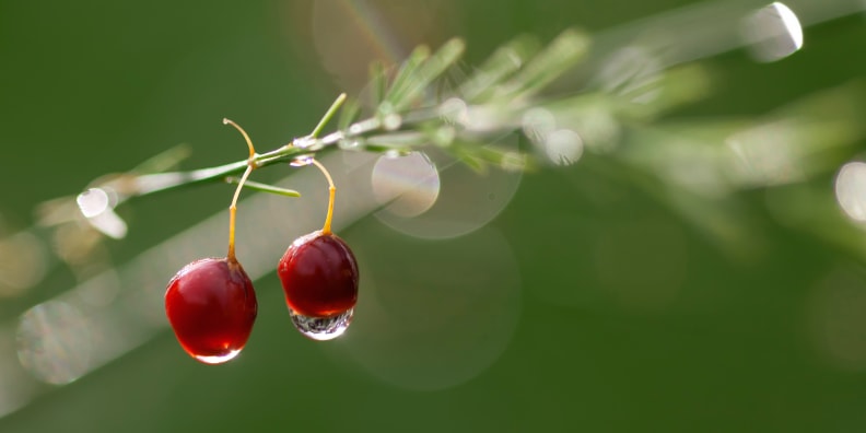 Asparagus Berries