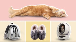 Orange tabby cat laying on ground, clear cat backpack, cat-themed fur-lined slippers, and round cat litter box.