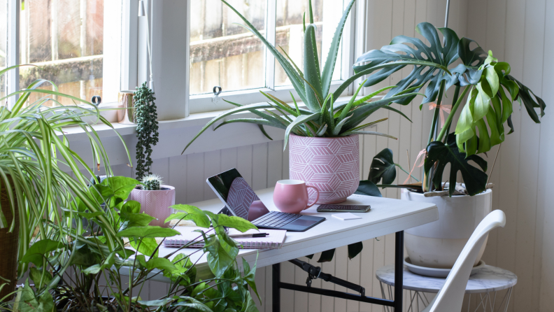 Green potted plants next to remote work set up.