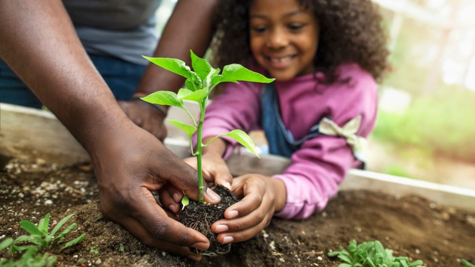 Girl planting seedling with her dad