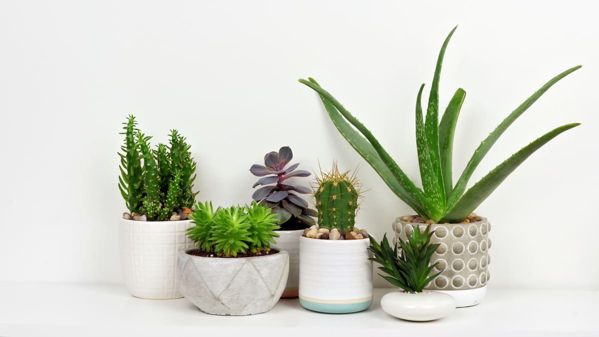The Best Places To Buy Plants Online Reviewed Home Garden