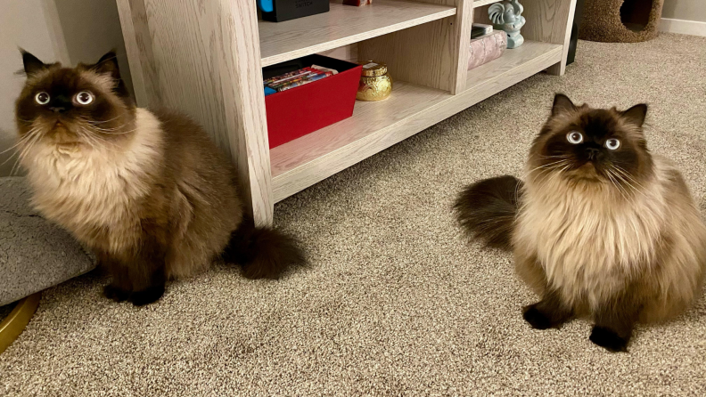 Two balinese cats sitting on carpeted floor.