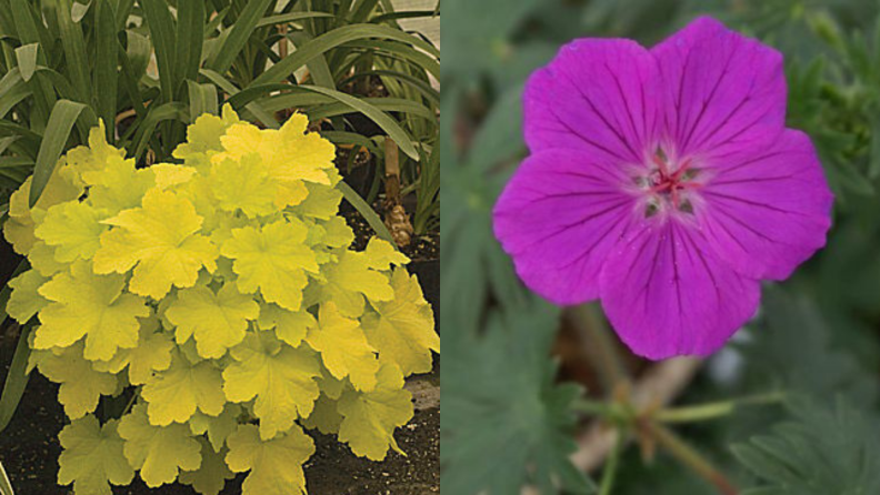 Coral bells and perennial geraniums bloom.