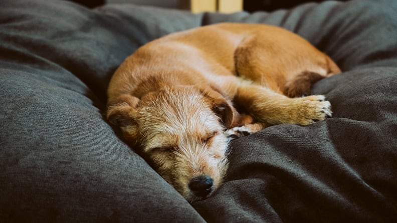 A wiry haired dog lays on a comfy dog bed