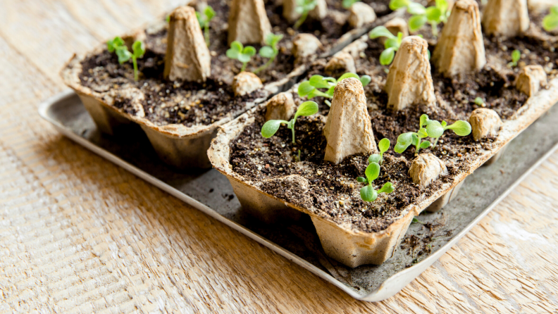 Seedlings growing in biodegradable pot
