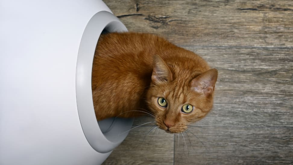Clever self-cleaning litter box takes the stench out of managing cat waste