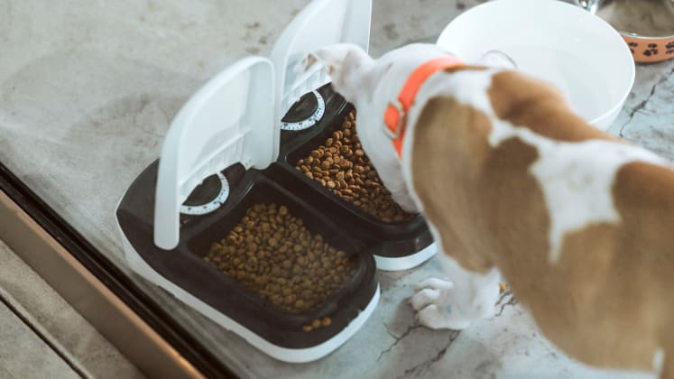 The Best Automatic Pet Feeders Of 2020 Reviewed Home Garden