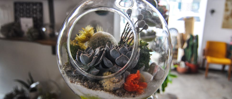 Succulent-Terrarium