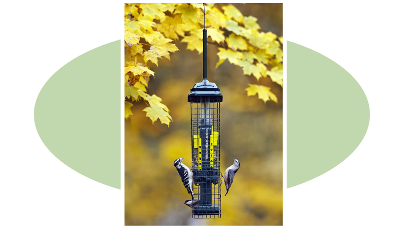 Product shot of the Suet Squirrel-proof Suet Bird Feeder.