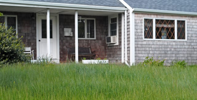 overgrown-lawn.jpg