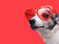 A dog in groovy Valentine's heart glasses