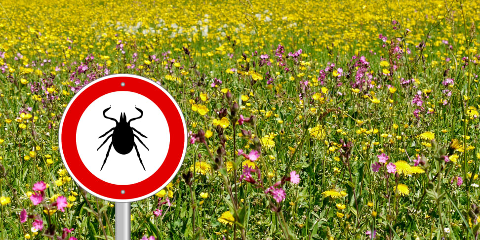 Ticks like to hang out in tall grass