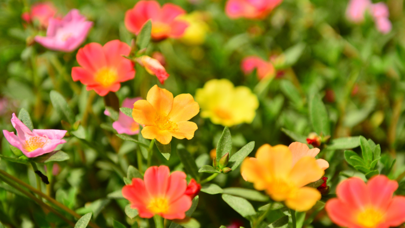 Orange, pink and red portulaca flowers in field