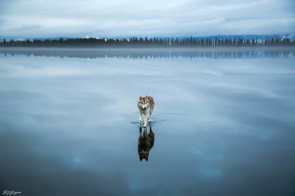 Huskies-Walking-On-Water-2.jpg