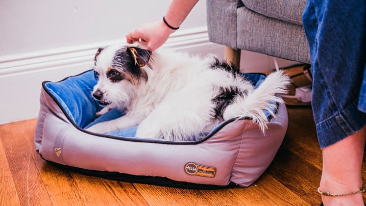 The Best Dog Beds Of 2020 Reviewed Home Garden