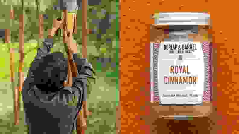Left: A person harvests cinnamon. Right: A jar of cinnamon against a warm cinnamon-colored background.