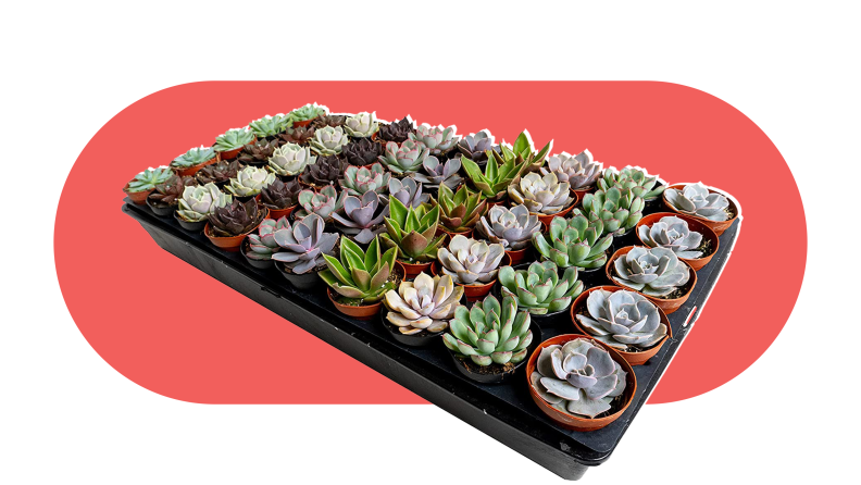A flat of assorted mini succulent plants on a coral background.