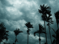 Palm trees blowing in wind against a dark, cloudy sky