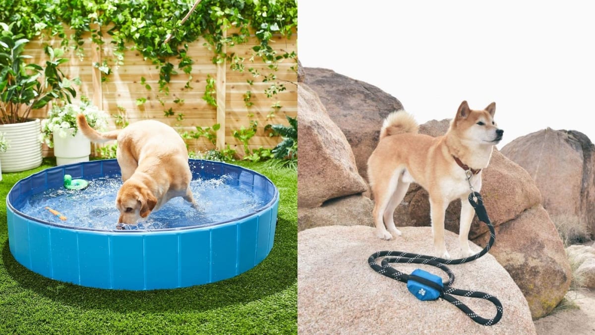 15 Must Have Outdoor Dog Products