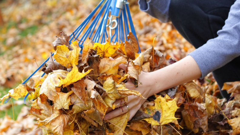 7 steps for how to rake leaves right - Reviewed