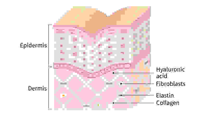 A diagram of the skin that shows the epidermis, dermis, and the layer beneath that contains elastin and collagen.