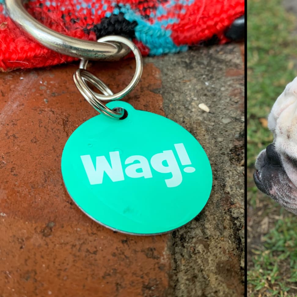 Wag Tag Review Can this 10 tag keep your dog safe Reviewed