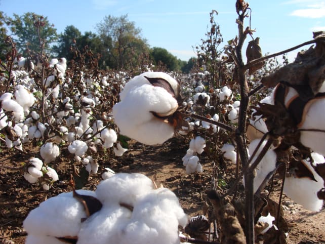 cotton-flickr-martinlabar.jpg