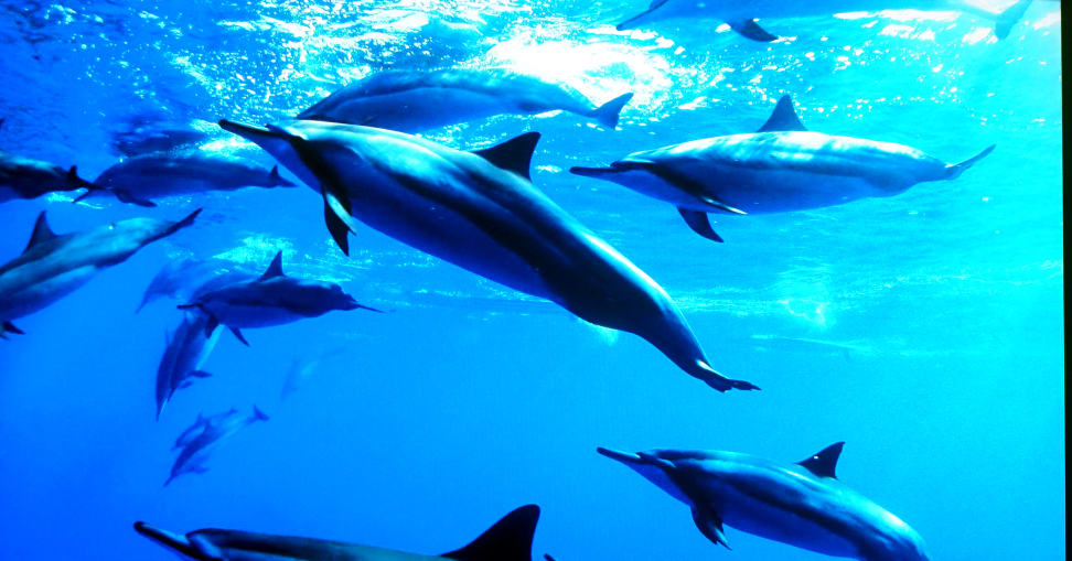 HDR-blue-dolphins-speculars