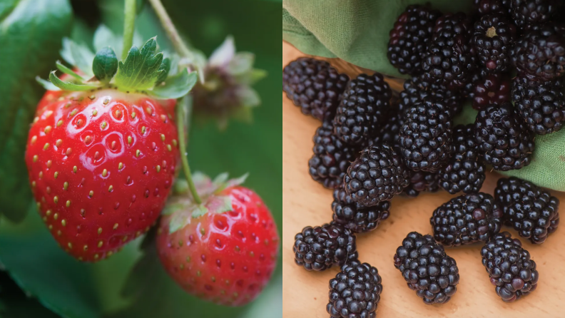 On left, two red strawberries hanging on vine. On right, blackberries spread out on counter.